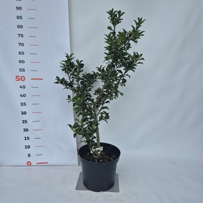 Ilex meserveae 'Blue Prince' kont. 4L - Kék magyal (porzós)