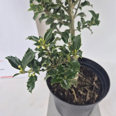 Ilex meserveae 'Blue Prince' kont. 4L - Kék magyal (porzós)
