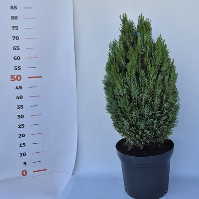 CHAM.LAW.ELLWOODII kont. 40/50 - Kék oregoni hamisciprus