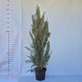 Juniperus virginiana Spartan 7,5 L - Oszlopos boróka