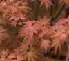 Acer palmatum Phoenix - Japán juhar K10