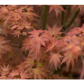 Acer palmatum Phoenix - Japán juhar K10