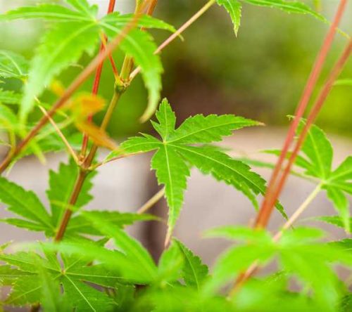 Acer palmatum Phoenix - Japán juhar K10
