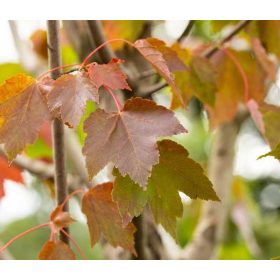 ACER RUBRUM OCTOBER GLORY KONT4,0L- vörös juhar
