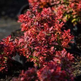   Berberis thunbergii Bagatelle K2,0L - Törpe gömb japán borbolya, bordó levelű