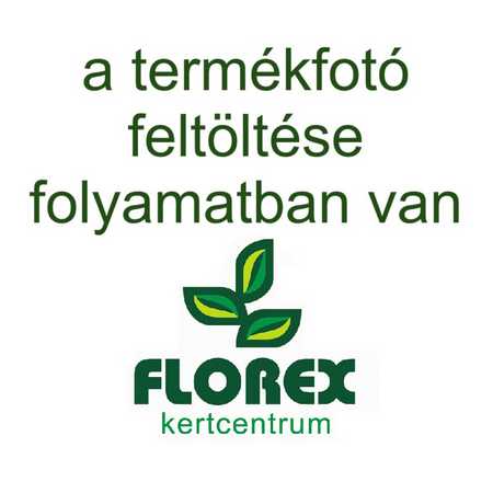 Hydrangea arborescens Annabell kont.5,0L - Cserjés hortenzia
