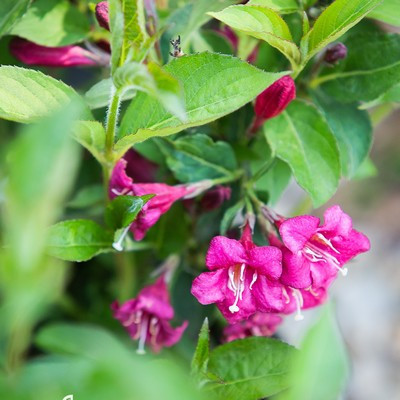 Weigela florida Eva Rathke K2L - Rózsalonc, piros virágú