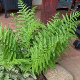   Polypodium vulgare 11*11- Közönséges édesgyökerű páfrány