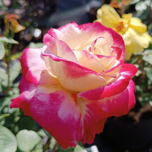 Rosa Double Delight - Rózsa, fehér-piros teahibrid