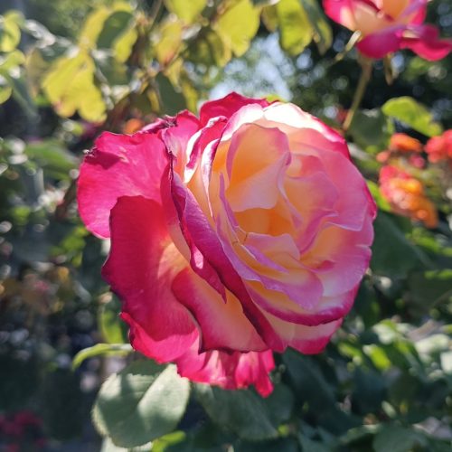 Rosa Double Delight - Rózsa, fehér-piros teahibrid