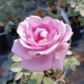 Rosa Sisi - Rózsa, lila teahibrid