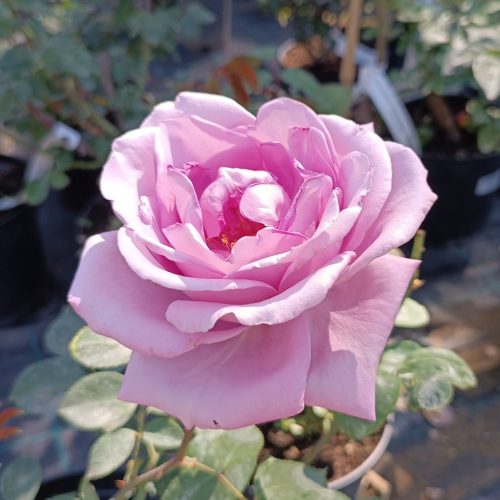 Rosa Sisi - Rózsa, lila teahibrid