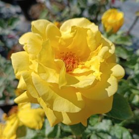 Rosa Fresia - Rózsa, citromsárga polyantha