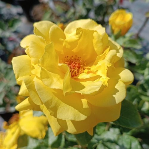 Rosa Fresia - Rózsa, citromsárga polyantha