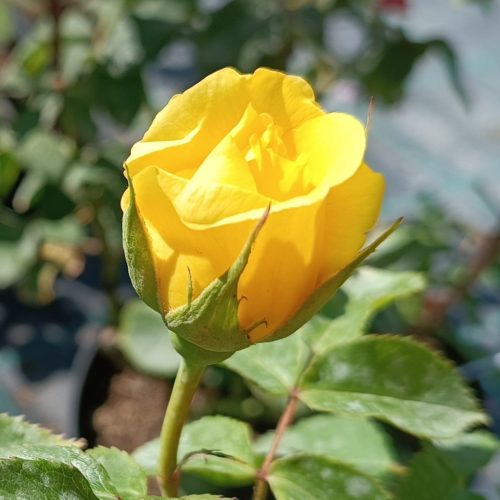 Rosa Fresia - Rózsa, citromsárga polyantha