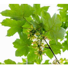   Acer pseudoplatanus 'Negenia' SU 150-180cm -Hegyi juhar