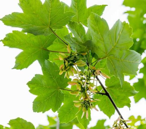 Acer pseudoplatanus 'Negenia' SU 150-180cm -Hegyi juhar kont.*