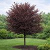 Prunus virginiana Canada Red SU 200+ - Vörös levelű májusfa