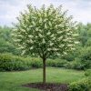 Prunus virginiana Canada Red SU 200+ - Vörös levelű májusfa