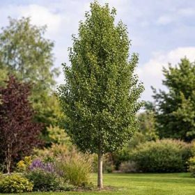 Pyrus calleriana Chanticleer SU 150+ - Kínai díszkörte