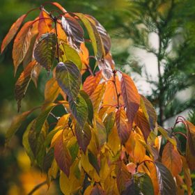   Prunus serrulata Kanzan 8/10 TM 220  - Japán díszcseresznye