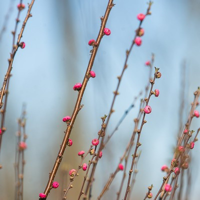 Prunus triloba Multiplex TM140 - Babarózsa, magastörzsű kont.*
