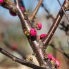 Prunus triloba Multiplex TM140 - Babarózsa, magastörzsű kont.*