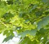 Acer platanoides 300+ 12/14 szgy. -Korai juhar