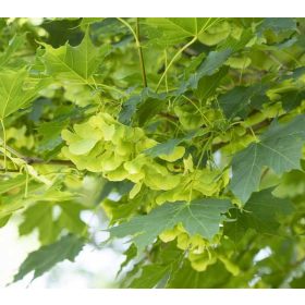 Acer platanoides 300+ 10/12 -Korai juhar