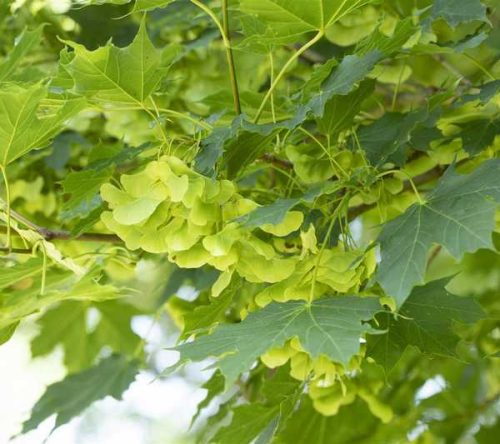 Acer platanoides 300+ 10/12 -Korai juhar kont.*