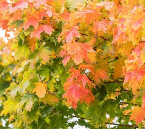 Acer platanoides 300+ 10/12 -Korai juhar