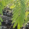 Albizia julibrissim 200+ -Selyemakác