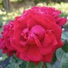 Rosa Poulman MT - Rózsa, magastörzsű bordó virágú teahibrid