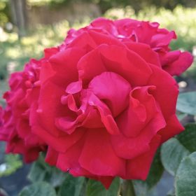   Rosa Poulman MT - Rózsa, magastörzsű bordó virágú teahibrid