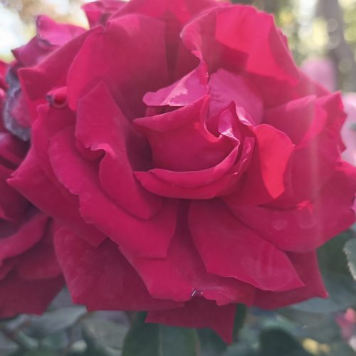 Rosa Poulman MT - Rózsa, magastörzsű bordó virágú teahibrid