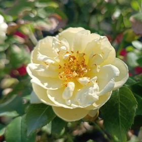 Rosa MT - Rózsa, magastörzsű csüngő sárga virágú