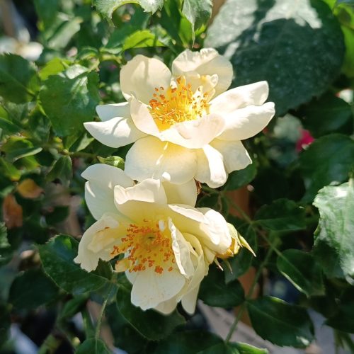 Rosa MT - Rózsa, magastörzsű csüngő sárga virágú