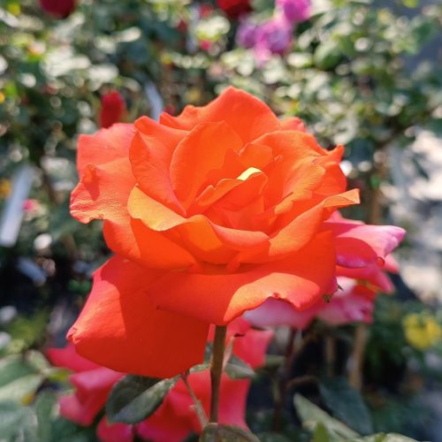 Rosa Monica MT - Rózsa, magastörzsű narancssárga virgágú teahibrid