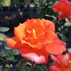   Rosa Monica - Rózsa, narancssárga virágú illatos teahibrid