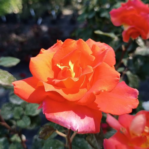 Rosa Monica - Rózsa, narancssárga virágú illatos teahibrid