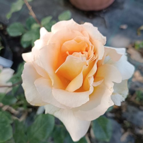 Rosa Landora - Rózsa, aranysárga virágú teahibrid