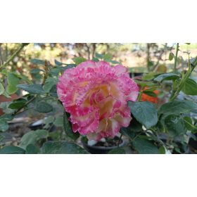 Rosa Double - Rózsa, cirmos-rózsaszin teahibrid