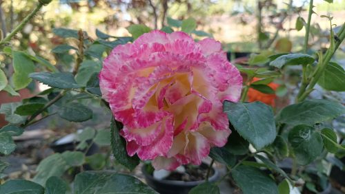 Rosa Double - Rózsa, cirmos-rózsaszin teahibrid