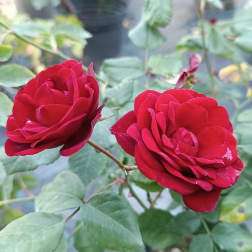 Rosa Lavaglut - Rózsa, vörösvirágú parkrózsa