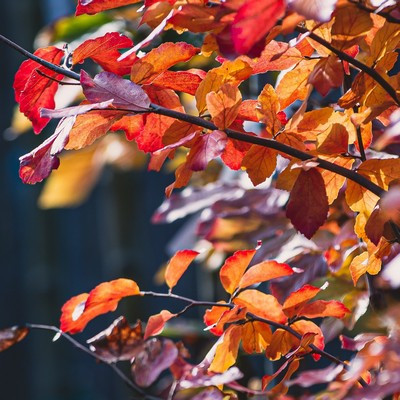 Parrotia persica - Perzsafa-180/200 cm 