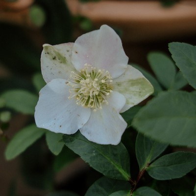 Helleborus 13 cs - Hunyor