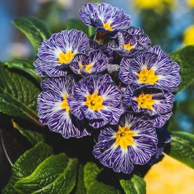 Primula Zebra blue cs 10,5 - Kankalin, kék, csíkos