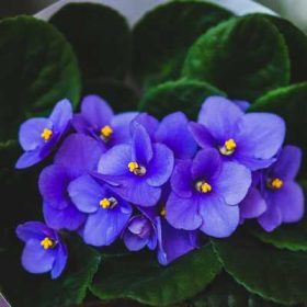 Saintpaulia midi /10 - Fokföldi ibolya