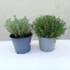 Thymus vulgaris 14cm- Kakukkfű
