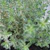 Thymus vulgaris 14cm- Kakukkfű